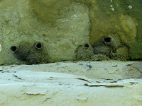 Cliff Swallow Mud Nests