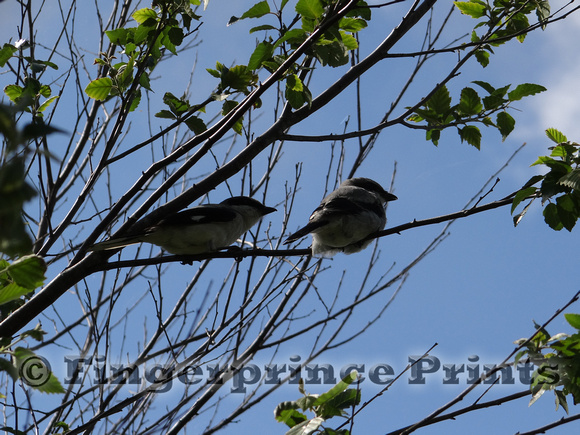 Parent and Fledgeling Loggerhead Shrike