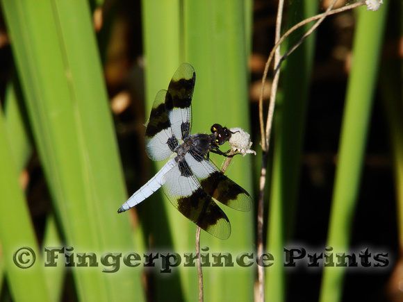 Common Whitetail Dragonfly (Plathemis lydia)
