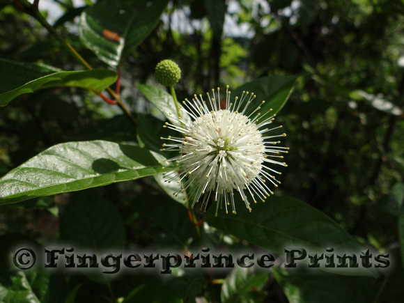 Buttonbush (Cephalanthus occidentalis)