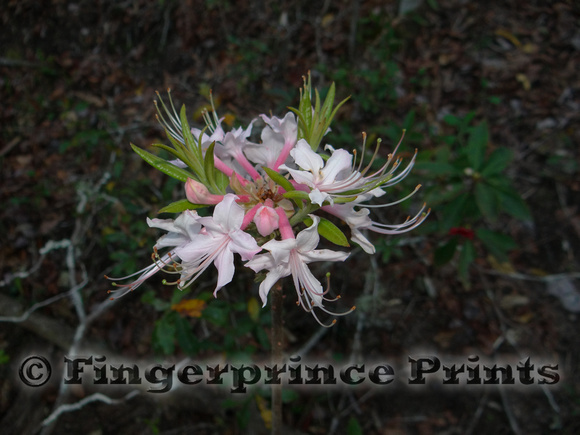 Sweet Pinxter Azalea (Rhododendron canescens)