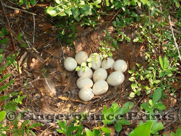 Wild Turkey Nest