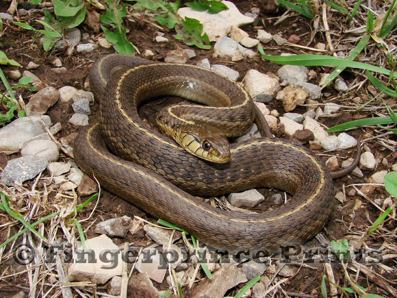 Garter Snake (Thamnophis sp.)