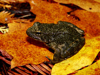 Foothill Yellow-Legged Frog (Rana boylii)