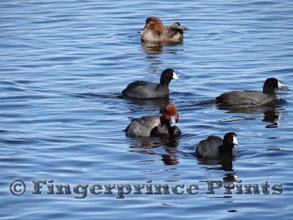 Redheads and American Coots