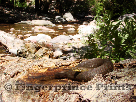 Narrow-headed Garter Snake (Thamnophis rufipunctatus)