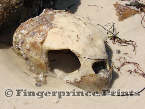 Sea Turtle Skull