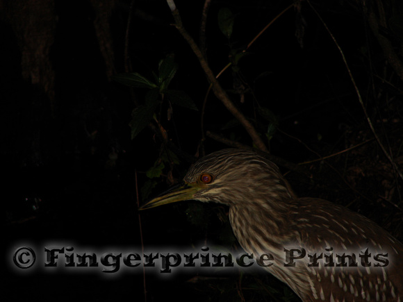 Immature Black-Crowned Night Heron