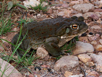 Colorado River Toad (Bufo alvarius)