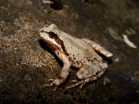 Pacific Treefrog (Pseudacris regilla)