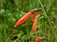 Scarlet Penstemon (Penstemon barbatus)