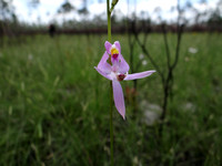 Pale Grass Pink Orchid (Calopogon pallidus)