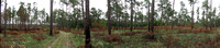 Pine Forest Post-Burn