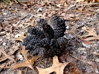 Burnt Pine Cones