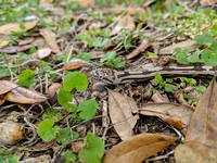 Juvenile Yellow Rat Snake (Pantherophis alleghaniensis)