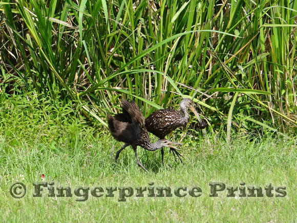 Limpkin with Chick