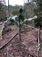 Cactus "Tree" (Opuntia sp.)