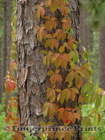 Virginia Creeper (Parthenocissus quinquefolia) on Longleaf Pine (Pinus palustris)