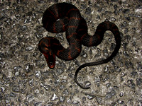 Florida Water Snake