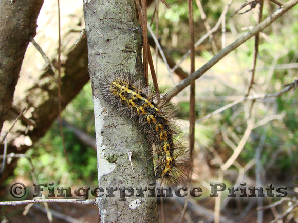 Arge Moth Caterpillar (Grammia arge)