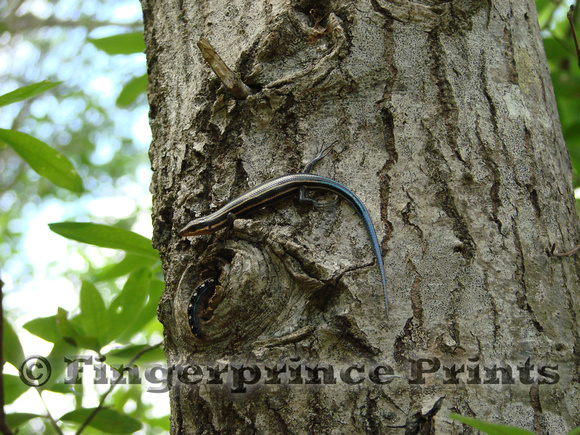 Skink (Eumeces sp.) and Forest Tent Caterpillar (Malacosoma disstria)