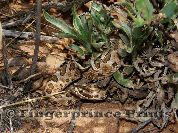 Desert Massasauga (Sistrurus catenatus edwardsii)