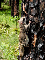 Southern Flying Squirrel (Glaucomys volans)
