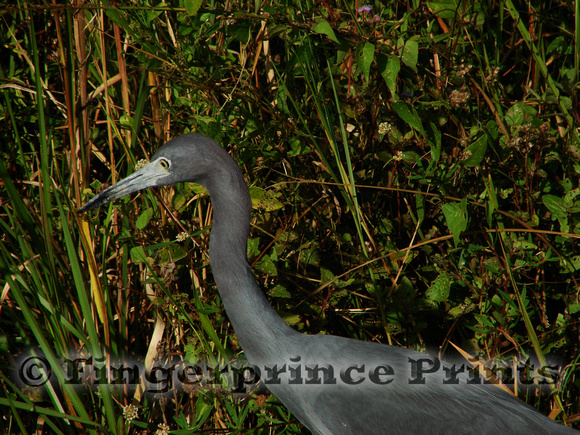 Little Blue Heron