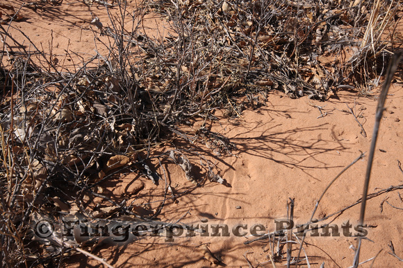 Texas Horned Lizard (Phrynosoma cornutum)