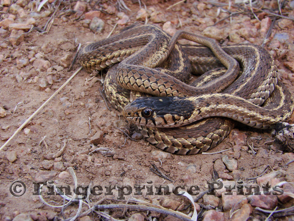 Wandering Garter Snake (Thamnophis elegans)