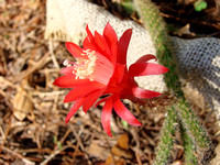 Ornamental Cactus