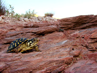 Juvenile Ornate Box Turtle (Terrapene ornata)