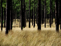 Longleaf Pine Ecosystems