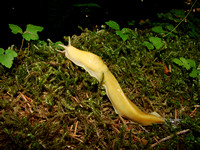 Banana Slug (Ariolimax sp.)