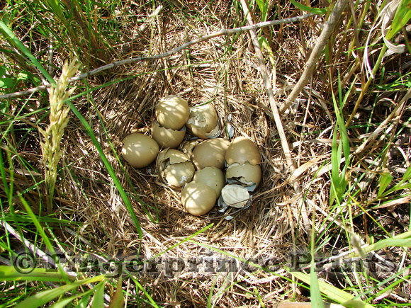 Ring-Necked Pheasant Nest