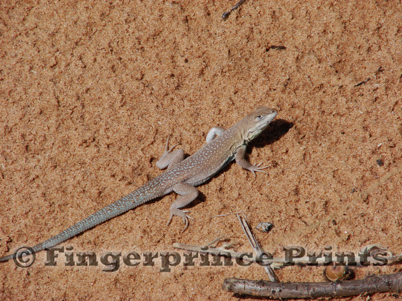 Patternless Side-Blotched Lizard (Uta stansburiana)