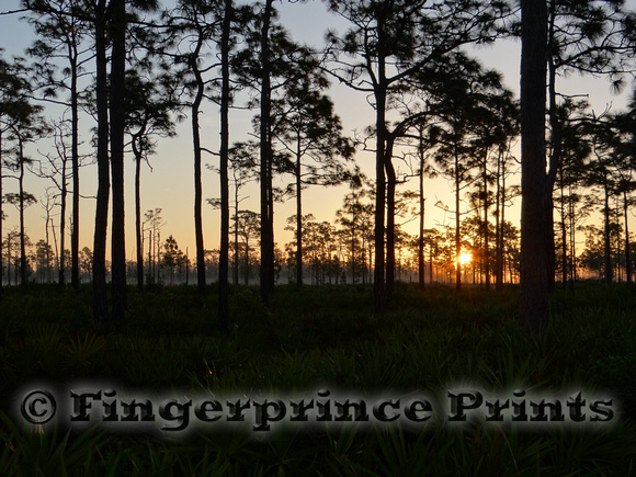 Sunrise through the Pines