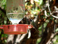 White-Eared Hummingbird