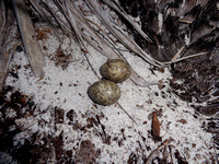 Common Nighthawk Eggs