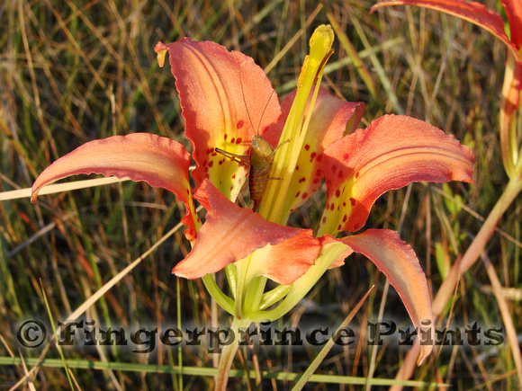 Grasshopper on Pine Lily (Lilium catesbaei)