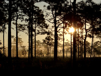 Disney Wilderness Preserve Sunrise