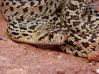 Juvenile Gopher Snake
