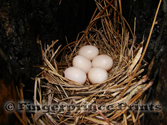 Abnormal Eastern Bluebird Nest