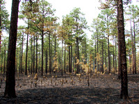 Longleaf Forest After Fire