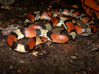 Florida scarlet snake