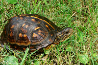 Juvenile Box Turtle (Terrapene carolina)