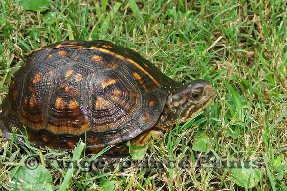 Juvenile Box Turtle (Terrapene carolina)