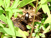 Juvenile Gulf Coast Box Turtle (Terrapene carolina major)