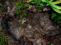 Old Longleaf Stump