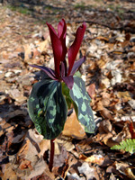 Spotted Trillium (Trillium maculatum)